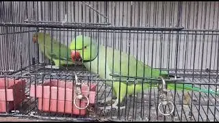 ROSE - RINGED PARROT || Psittaculidae Family Bird || Talking parrot || #Shorts#Birds#Razagamingpro