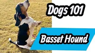 Basset Hound 101 - Facts All About This Amazing Breed