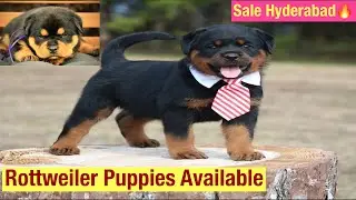 Rottweiler Puppies Available For Sale In Hyderabad German Lineage #rottweiler