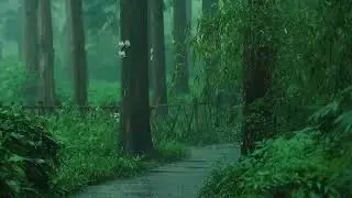 Listen to the rain on the forest path,relax,reduce anxiety,sleep deeply/Расслабляющая музыка для сна