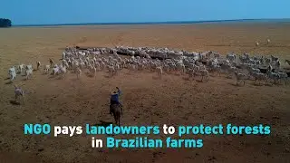 NGO pays landowners to protect forests in Brazilian farms