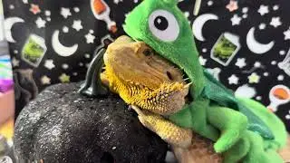 Happy Halloween from the Dragons of Finnian&rsquo;s Lair! 🎃🎃🎃