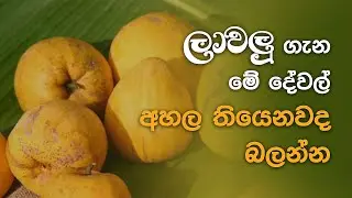 බිත්තරවලටත් වඩා ගුණ ලාවලු | palathuru ware| Haritha Tv