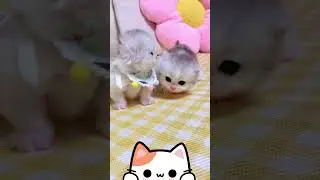 cute kittens #shorts #Lovelykittens