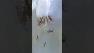 Chalcid Wasps Like Starling Song & Love Ukraine. Kyiv, Ukraine. 15.06.2022.