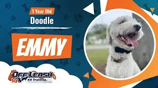 1 Year Old Doodle-Emmy-Community K9-Best Dog Trainers Florida
