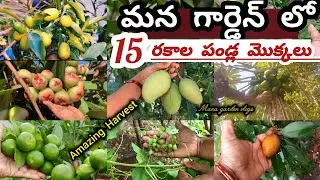 Fruit plants which produce fruits throughout the year in our garden