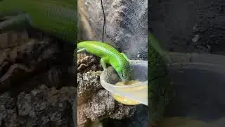 Emerald Tree Skinks Holiday Snack #shorts #reptiles #lizard