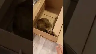 When Cats Attack their Owners! 🤣 Does your cat attack you like this?