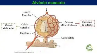 Anatomía de la Glándula mamaria