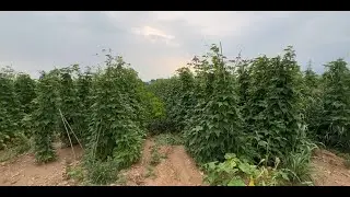 La coltivazione del fagiolo rampicante in Piemonte