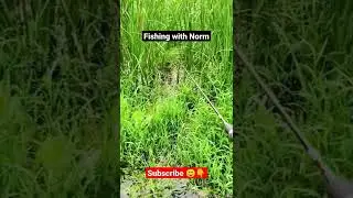 Fishing with Norm #fish #fishing #bigfish #fyp #foryou #shorts #sigmarule #fishingtricks #norm
