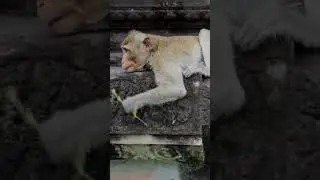 monkey break heart 😂😂😂😂😂