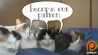 SHOUT OUT TO CANDIA CATS CHANNEL