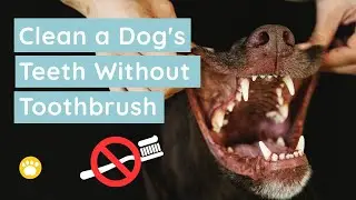 How To Clean a Dog's Teeth Without Brushing