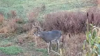 Good Buck!!! Part 2