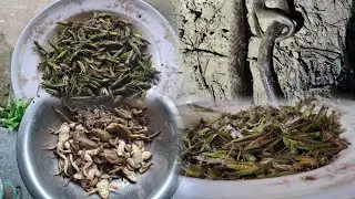 Frog and Grasshoppers hunting in paddy field || Snake came to hunt me🐍