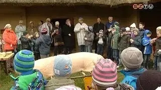 Disznót vágtak a Múzeumfaluban