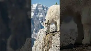 This Goat Defies Gravity  Nature&rsquo;s Most Impossible Climb