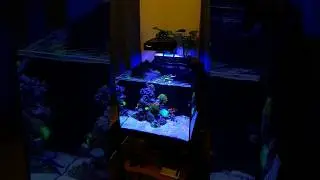 A very pleasing softer shadows with the diffuser for the MJ-L165 LED.📽:&nbsp;@Darryl&nbsp;Ros #coralreef