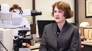 Tick-Borne Disease Testing at Mayo Medical Laboratories