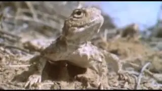 Houbara Bustard Documentary for UAE Client