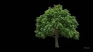 Tree on black background