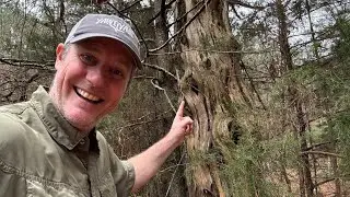 16 Year Old Bee Tree Plus Update On My Wife After Surgery. 