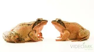 Agile frogs (Rana dalmatina) at Lake Tisza Ecocentre in Poroszl&oacute;, Hungary.