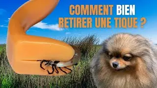 🐶 Comment retirer une tique à mon chien ? 🐾 : ✦ 100% #POMERANIAN #chihuahua #loulou de Poméranie