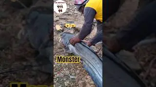 BIG MONSTER FISH 🐟🐟#fishing#abdulbasidfishing#pathanfishing#fishingtips#wallegafishing#spoonhooK