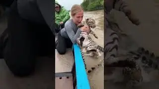Terrifying River Rescue: Woman Saves Tiger Cub from Crocodiles! #WildlifeRescue #Drama #HeroicAct