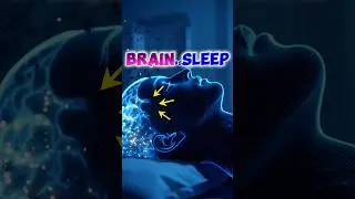 BRAIN vs SLEEP?? 🤯 #the461culture