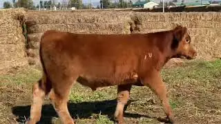 Caramel Lucky U Cattle