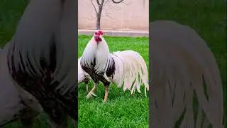 Yokohama rooster #animallovers #chicken #floak #rooster