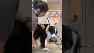 Grooming Your Border Collie / Long Haired Dog