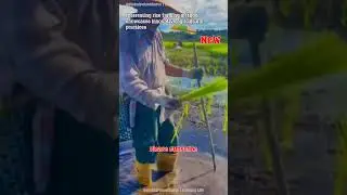 🌾Innovative Rice Farming Method Uncovered!🌱 #RiceFarming #AgInnovation