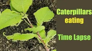 🐛Sawfly caterpillar eating leaves ( Time Lapse )