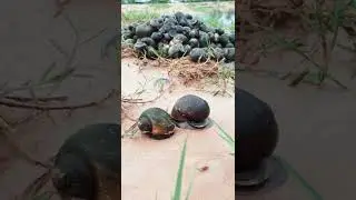 Amazing snail in the village | catch snail in the field | fishing | Natural lifestyle |Primitive .