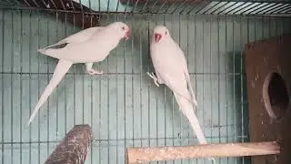 White ring neck proven breeder fertile guranteed breeder pair 