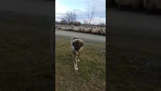 oile pe loc repaus
