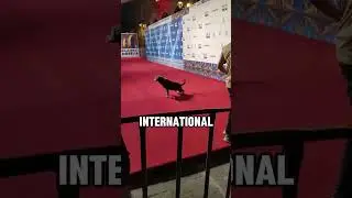 Dog Pees on the Red Carpet at Film Festival 🤣