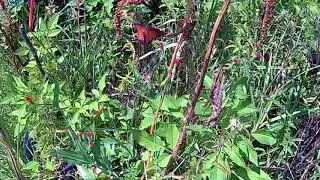 Soldier/Queen Butterfly