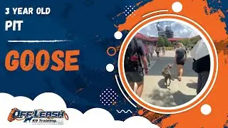 Goose | 3 Year Old Pit | Off Leash Pit Training, Georgia