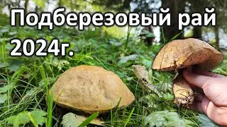 Нашли много подберезовиков и не только в Алматинских горах!!!... Августовский сбор