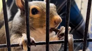 Squirrel eating a snake! #follow #possum #squirrel #snake #food #eating #love #cute #fyp #foryou