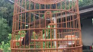 Họa mi cao cầu