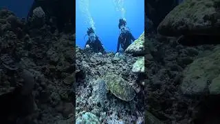 Turtles don&rsquo;t rush life&hellip; and that&rsquo;s why they live so long.Slow life. Long life.    #facts
