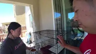 【VLOG】Caught a wild black cat at our front door with trap