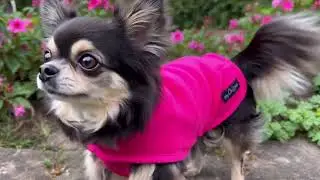 Tiny Toastie Dog Coat in Hot Pink &ndash; Warm Weather-Proof Style for Small Pups!